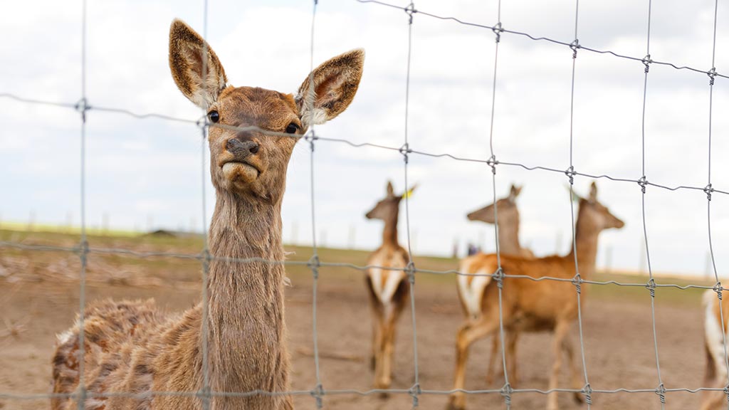 A deer peering through a wire fence at the camera with three deer standing in the distance out of focus