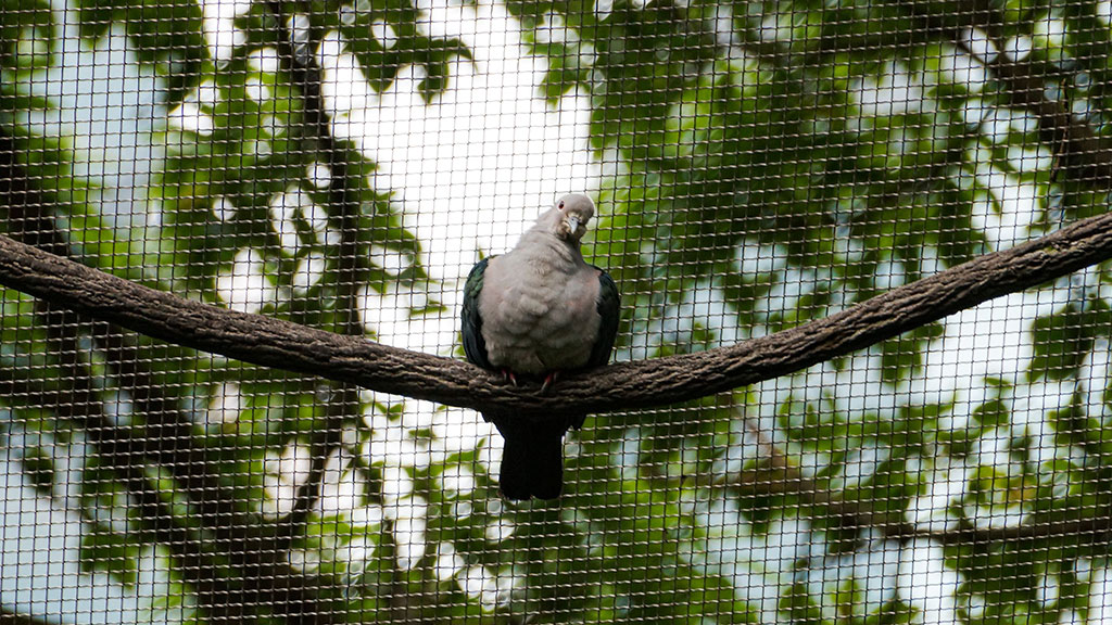 images/pages/news/2026-06-25/a-green-imperial-pigeon-on-the-tree-branch.jpg#joomlaImage://local-images/pages/news/2026-06-25/a-green-imperial-pigeon-on-the-tree-branch.jpg?width=1024&height=576