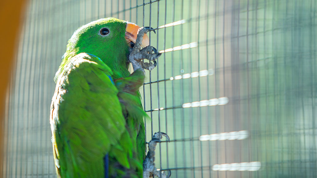 Green parrot climbing aviary mesh inside an enclosure