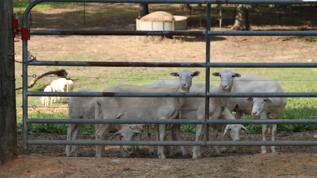 Five sheep looking through a steel gate