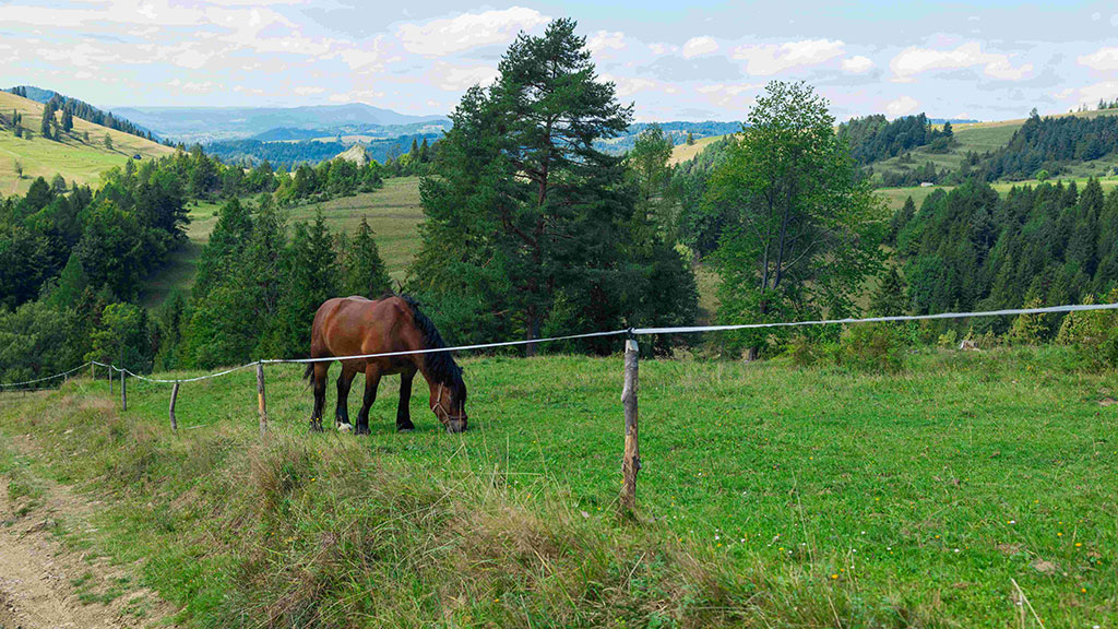 A horse grazing in a lush green pasture on a sunny day. There is a horse fence in the foreground.