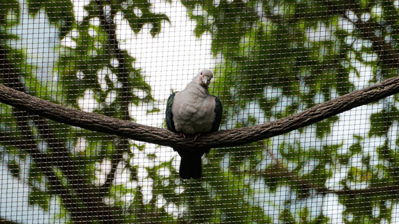 Green imperial pigeon perched on a branch behind aviary mesh