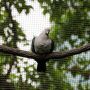 Green imperial pigeon perched on a branch behind aviary mesh