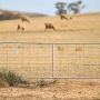 A view into a dry brown paddock through a steel gate with five sheep grazing in the distance