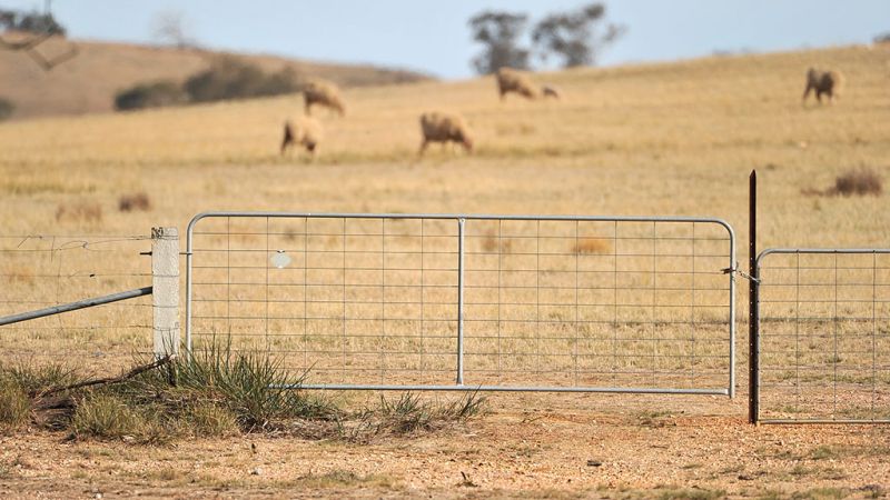 A view into a dry brown paddock through a steel gate with five sheep grazing in the distance