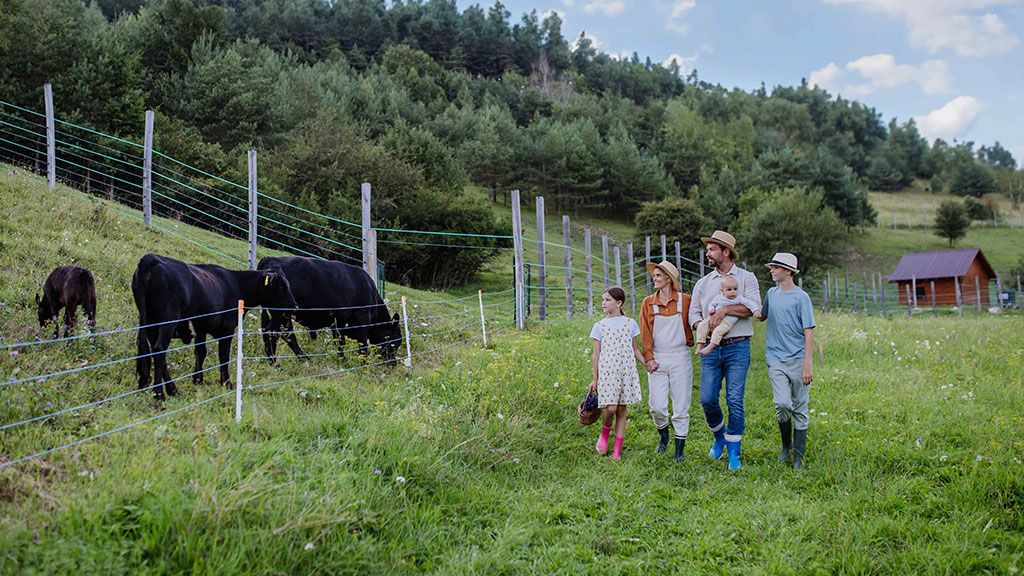 A farmer, his wife, son and daughter looking at two cows and a calf grazing in a lush green paddock behind a wire fence.