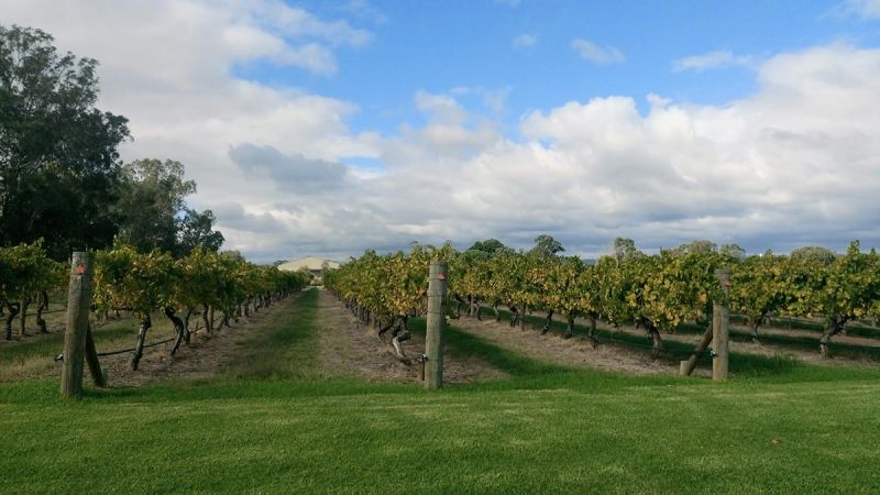 wooden fence at vineyard