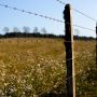 Old wooden fence posts strung with barbed wire in front of a field of flowering weeds
