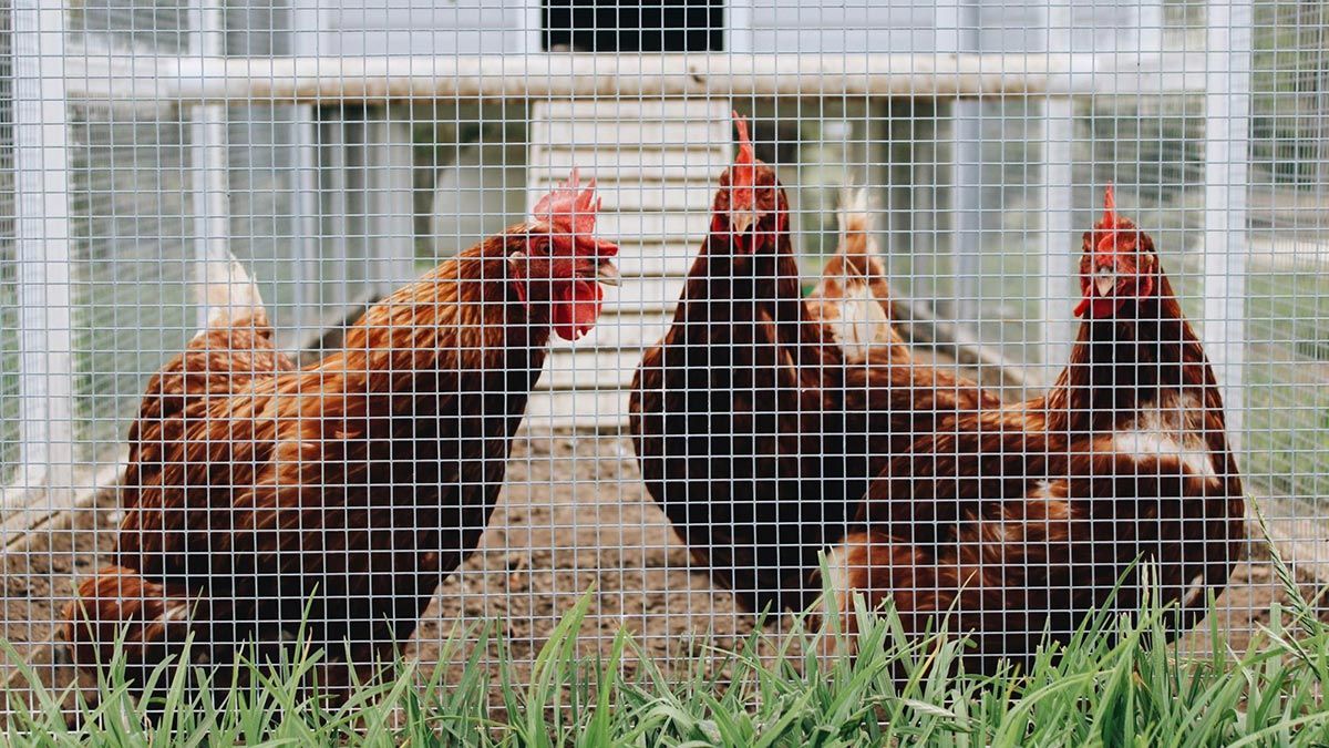 Three brown chooks in a pen behind chicken netting.