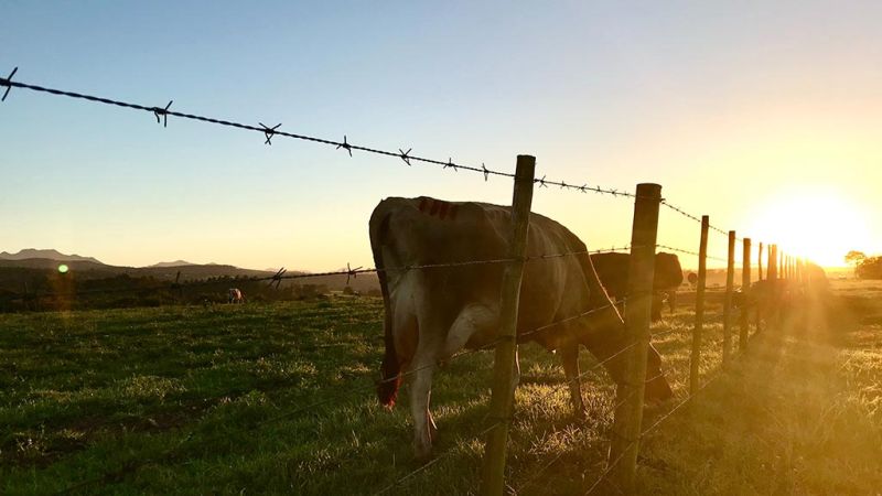 Cows grazing near a barbed wire fence in a paddock with the sun low on the horizon.