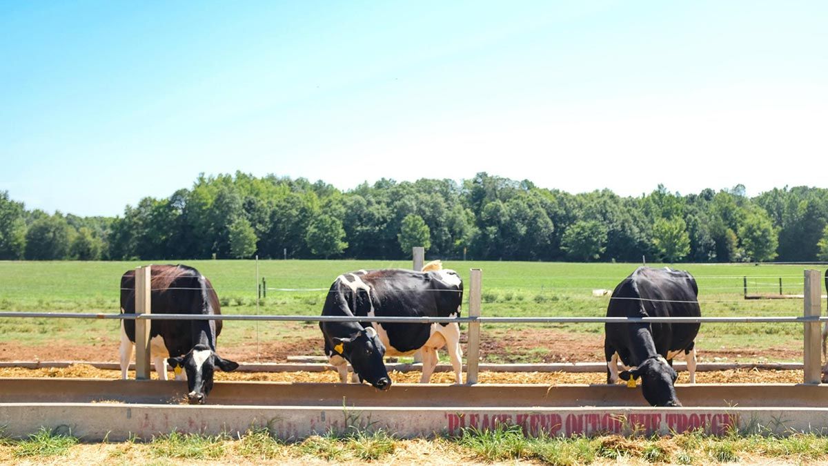 Three black and white cows poking their heads through a fence to a trough.