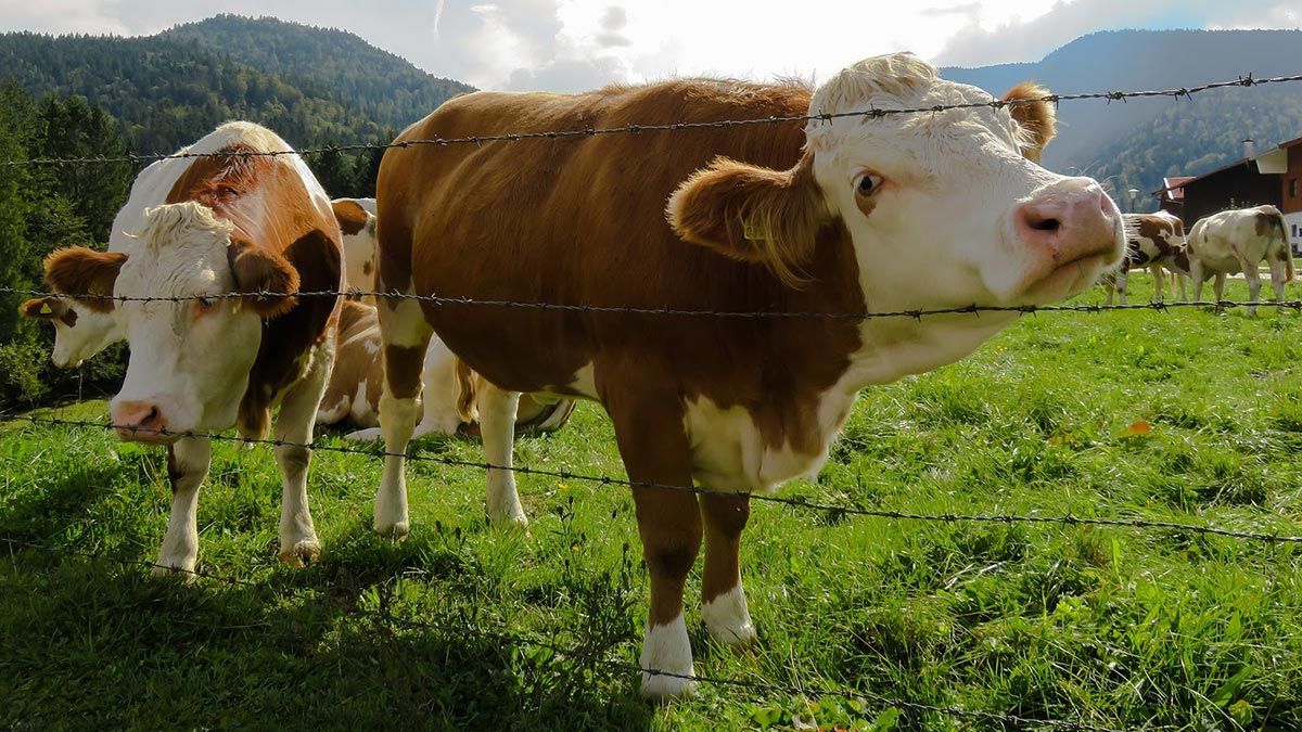 Two brown and white cows looking through a barbed wire fence