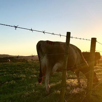 Cows grazing near a barbed wire fence in a paddock with the sun low on the horizon.