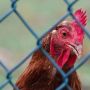 A close up of a brown chicken looking through a chain link exclusion fence