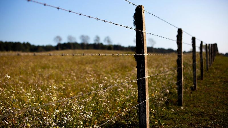 Old wooden fence posts strung with barbed wire in front of a field of flowering weeds