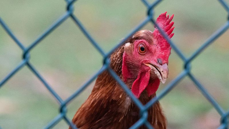 A close up of a brown chicken looking through a chain link exclusion fence